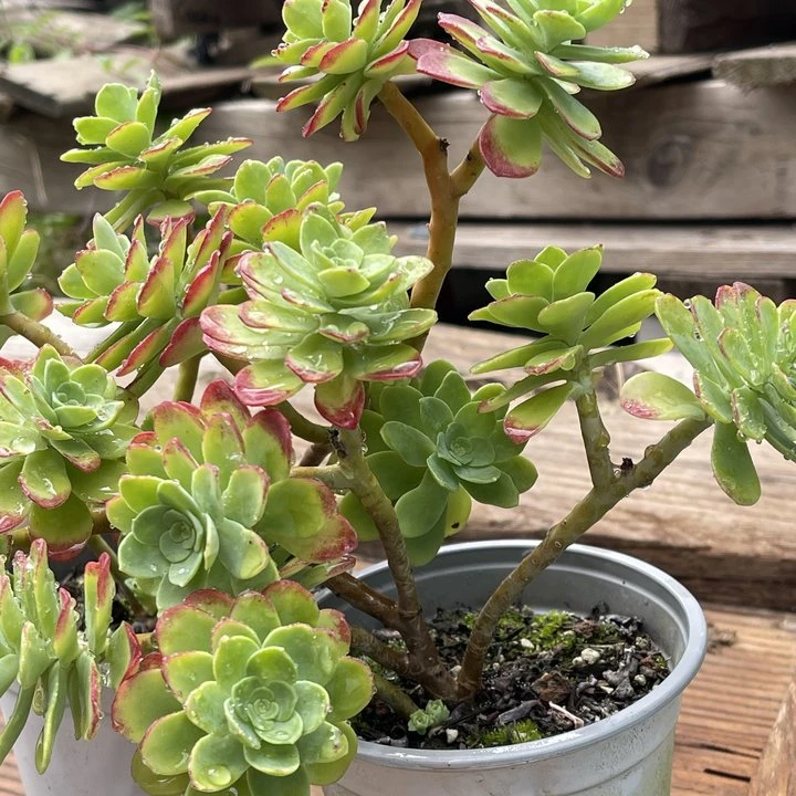 圆叶薄化妆 云南精控精养精品多肉植物(全场两单包邮)脱土