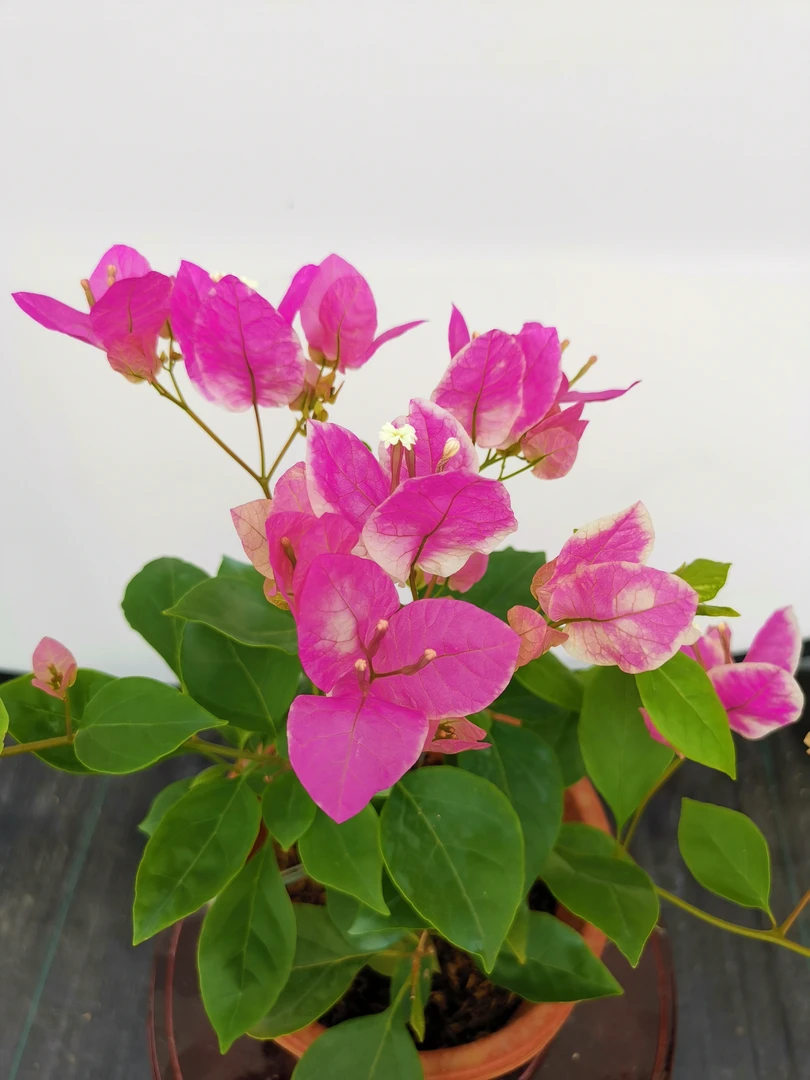 高飘三角梅带花发货四季开花网红爆款漳红樱