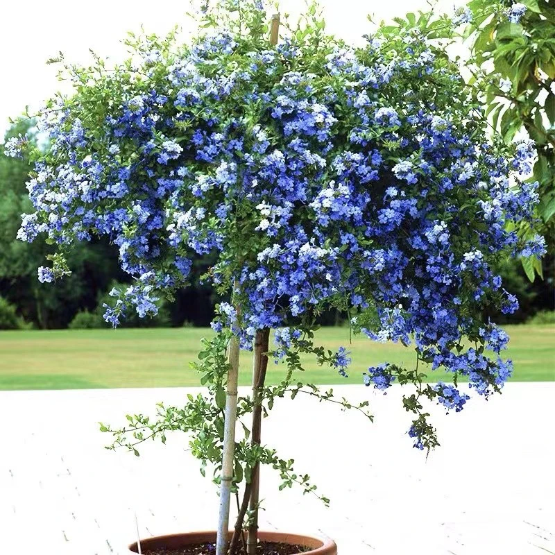 顺丰包邮）蓝雪花棒棒糖盆栽耐热好养阳台庭院花卉爬藤