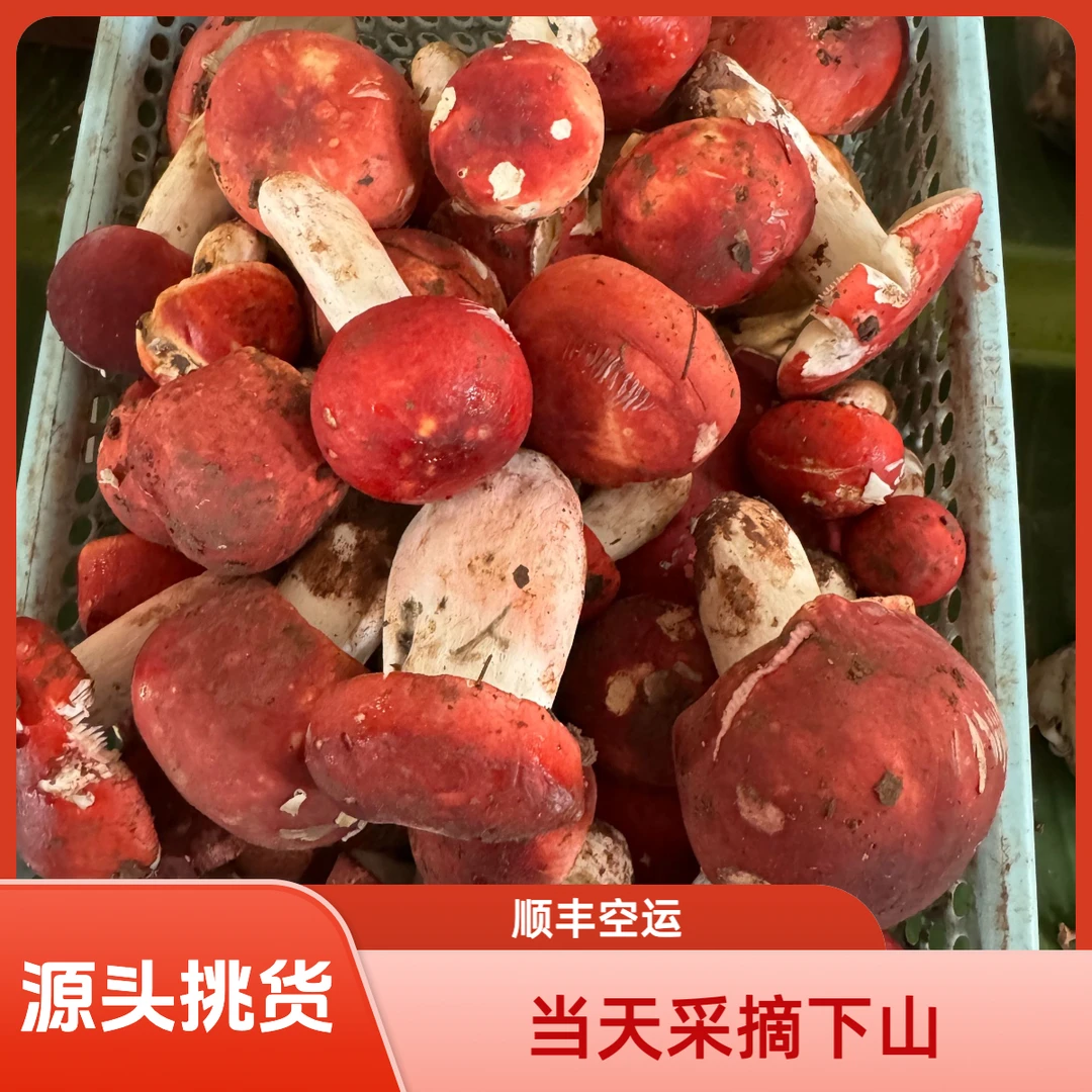 云南新鲜食用野生菌代购专拍链接，红菇（直播间一物一拍）