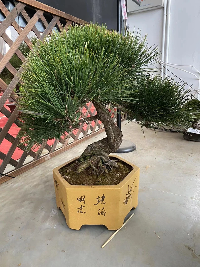 黑松黄杨济州系鱼川那须盆景直播间一物一拍