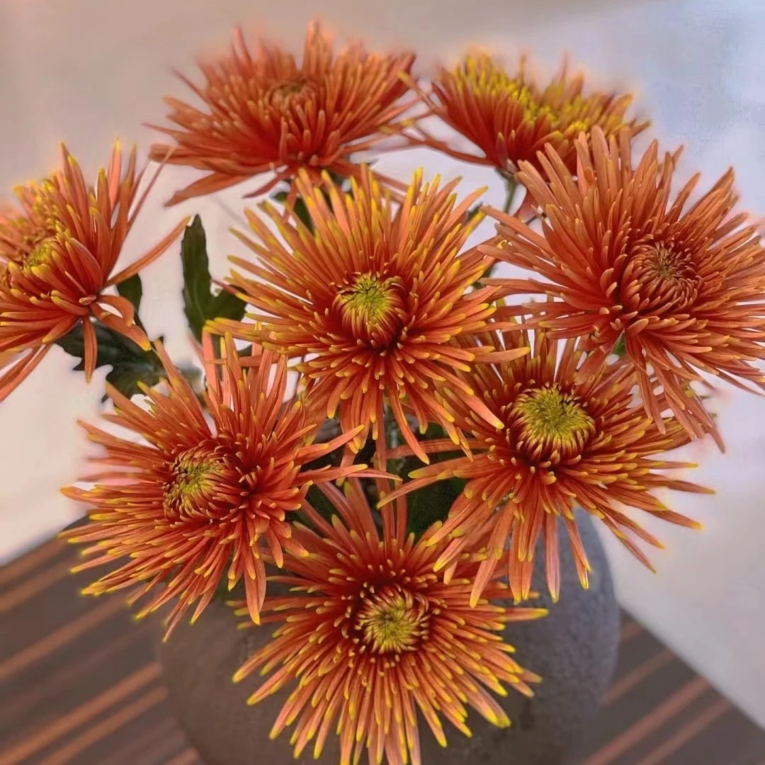 斗南鲜花甄选【烟花菊】咖粉色养护新鲜切花花艺插花花束订单发顺丰