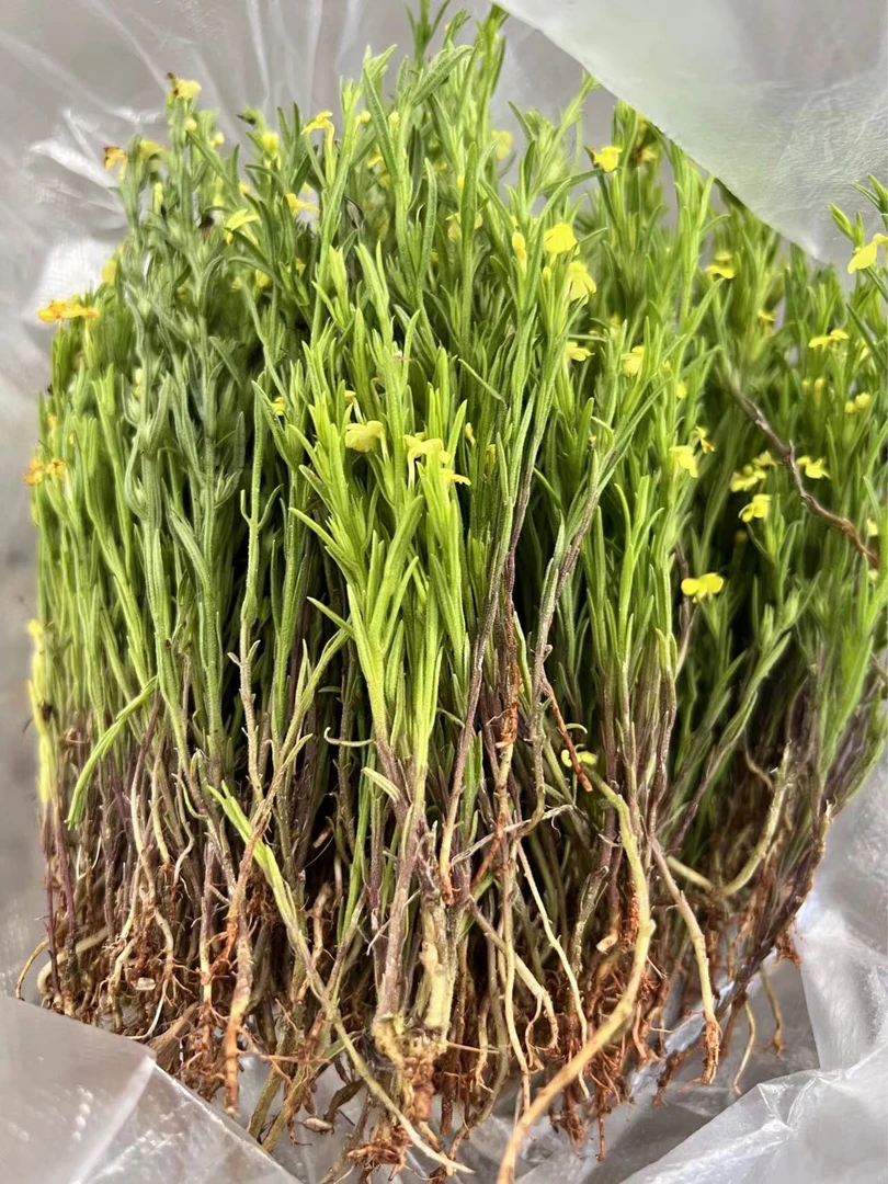 缺货不做售后新鲜野生独脚金发新鲜货发生货非干货顺丰包邮