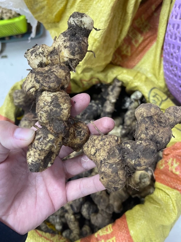 新鲜姜250克不懂勿拍