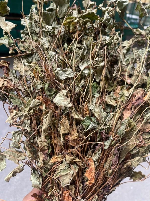 阳山本地山货农家货鱼腥草100克起