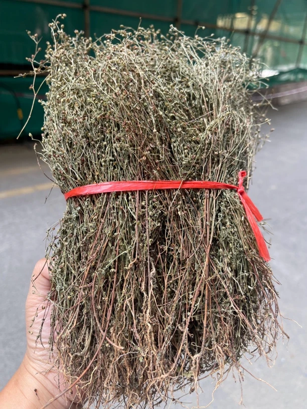 阳山本地土特产野生田基黄