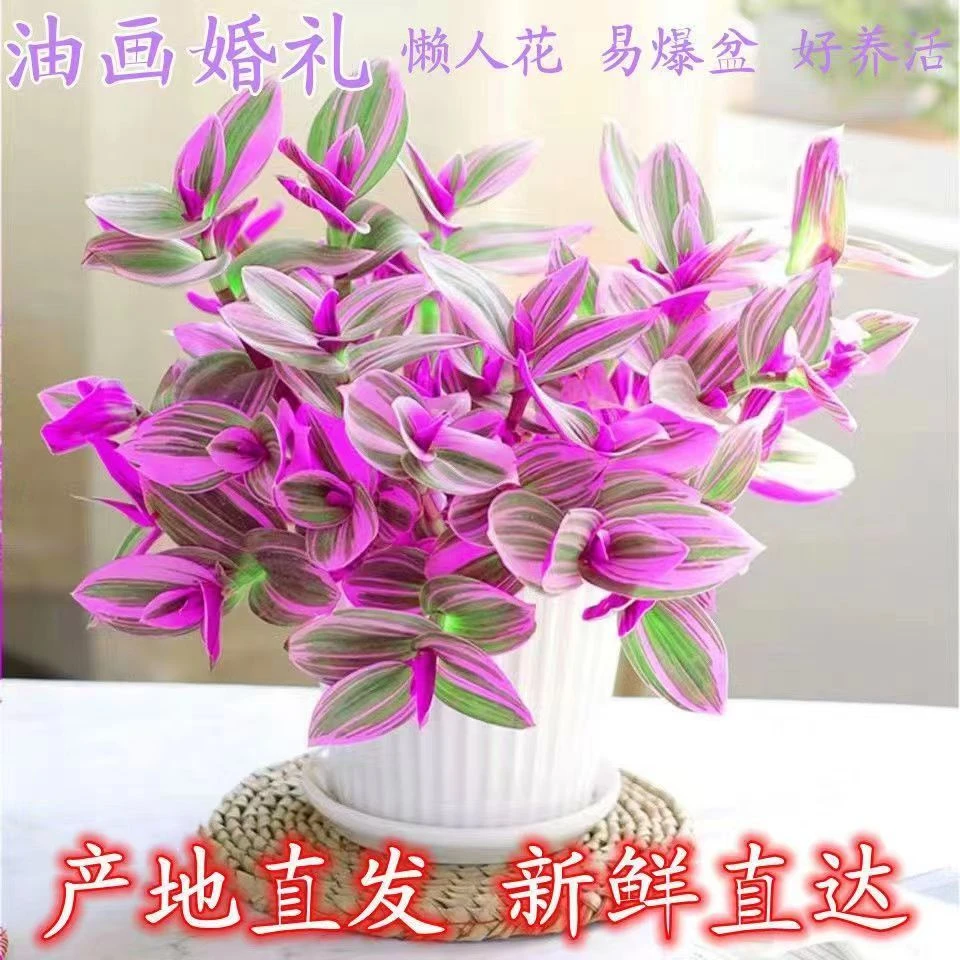 油画婚礼吊兰粉色多肉室内阳台绿植盆栽精选家居独特绿植桌面花卉