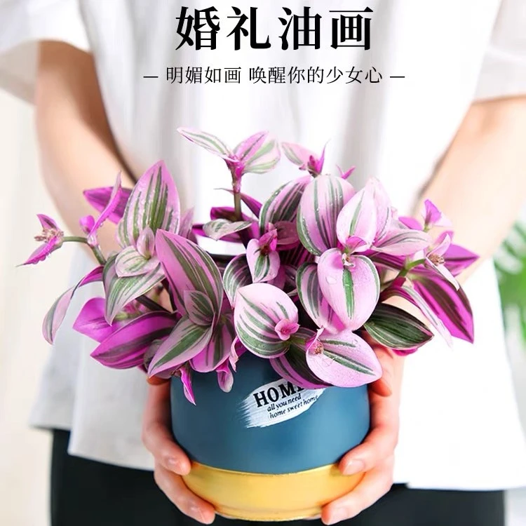 婚礼油画吊兰盆栽土培水培阳台室内办公桌植物好养殖绿植花卉多肉