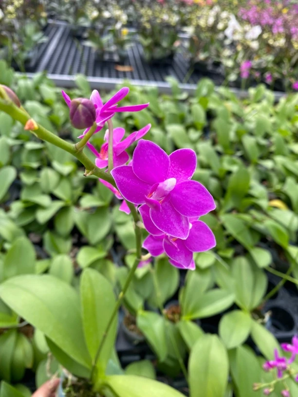 《紫葡萄》2.8寸杯带花盆蜡质花紫色仙气飘飘蝴蝶兰室内