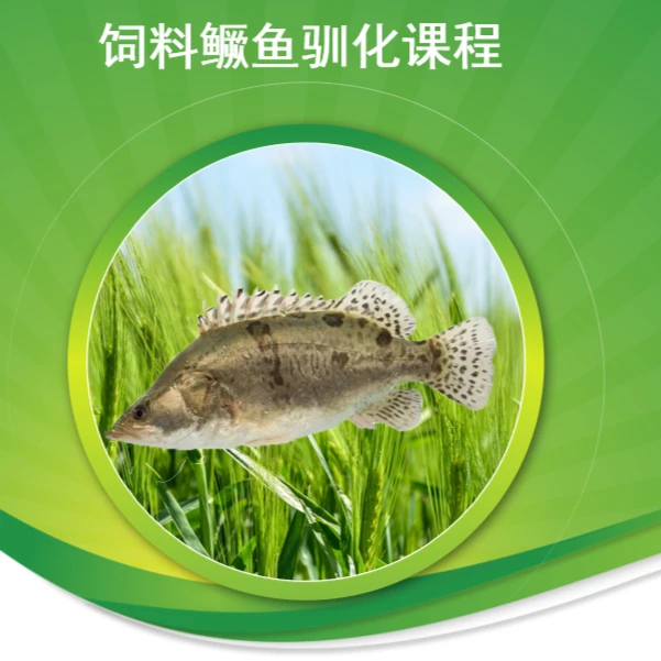 饲料鳜鱼驯化课程