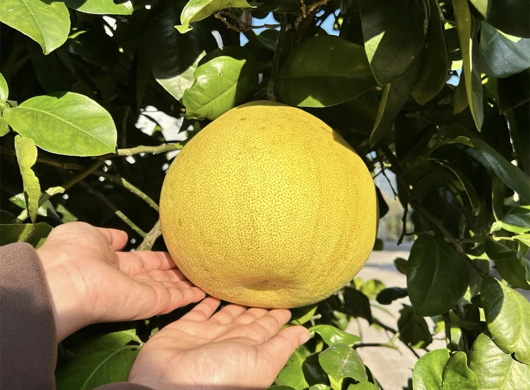 本地现摘白心蜜柚当季水果新鲜多汁酸甜可口