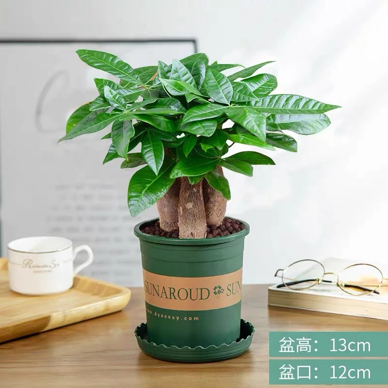 【发财树盆景】招财好养室内净化空气新疆本地发货包邮