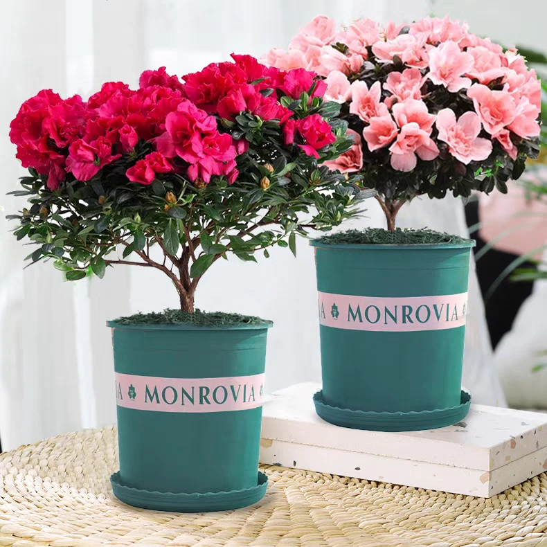 杜鹃花盆栽带花苞庭院植物室内花卉四季开花映山红花苗绿植