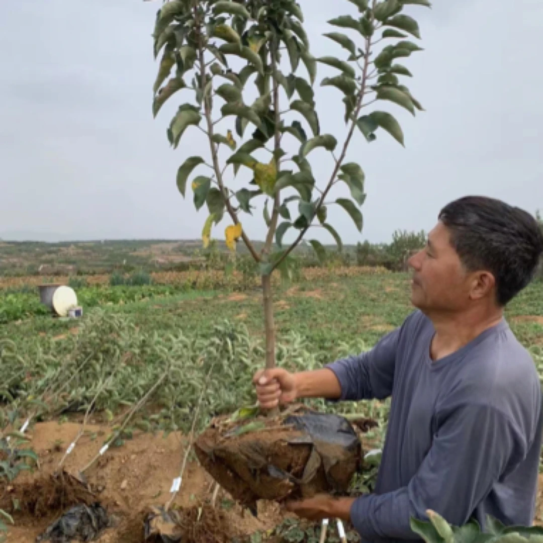 各类果树苗补苗专拍
