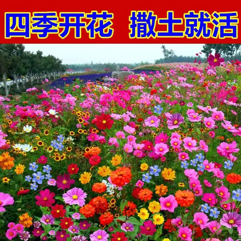 【量大链接】野花组合花种子室外花种籽子四季播种开花花种庭院花籽