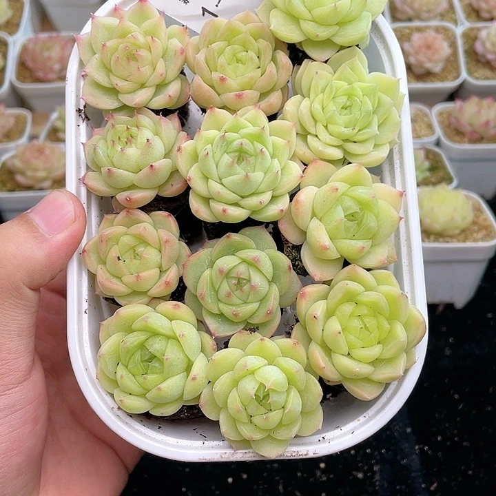【闪购商品】1-926 除去新疆西藏内蒙一盒包邮