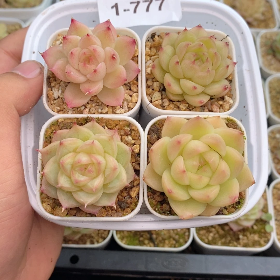 1-777 新疆西藏内蒙到付 一盒包邮 2-3公分