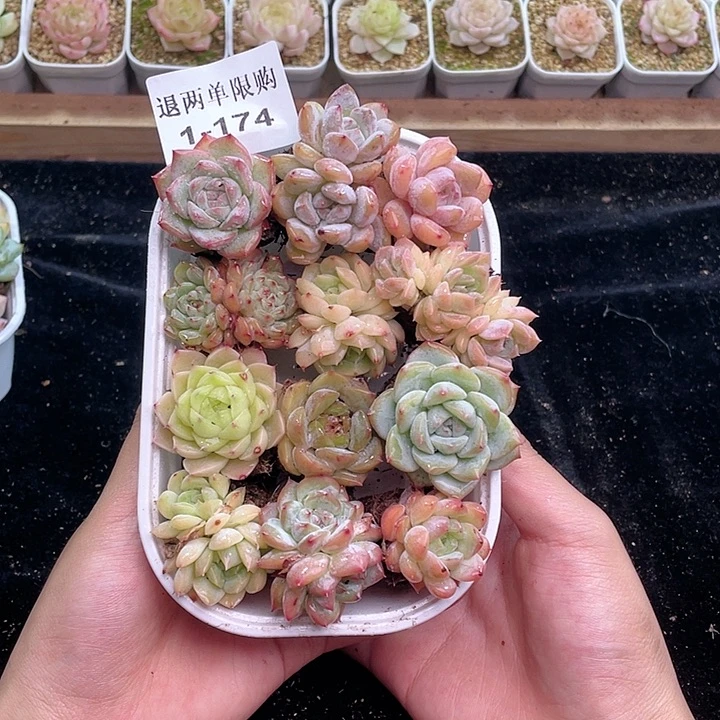 【闪购商品】1-174 除去新疆西藏内蒙古一盒包邮