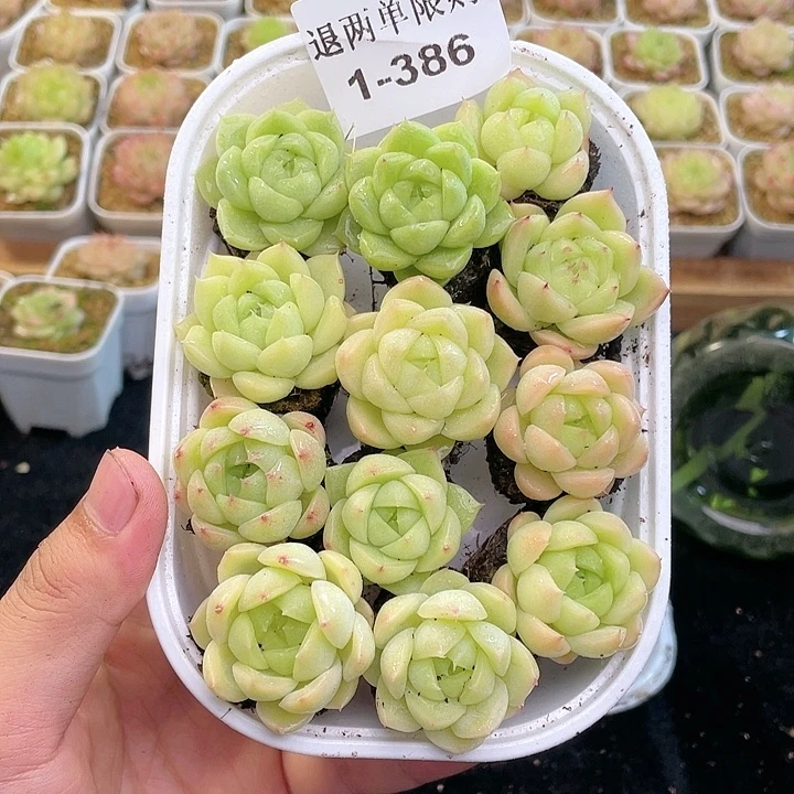 【闪购商品】1-386 除去新疆西藏内蒙一盒包邮