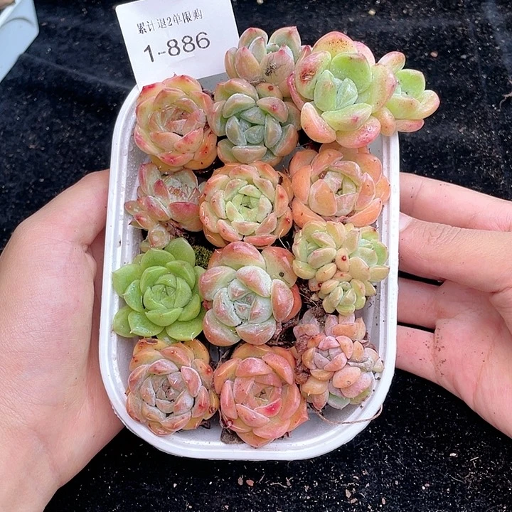 【闪购商品】1-886 除去新疆西藏内蒙古一盒包邮