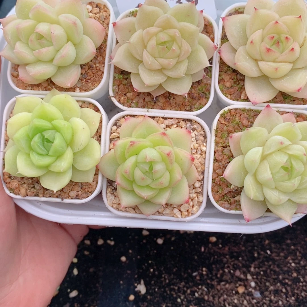 1-339 新疆西藏内蒙到付 一盒包邮。2-3公