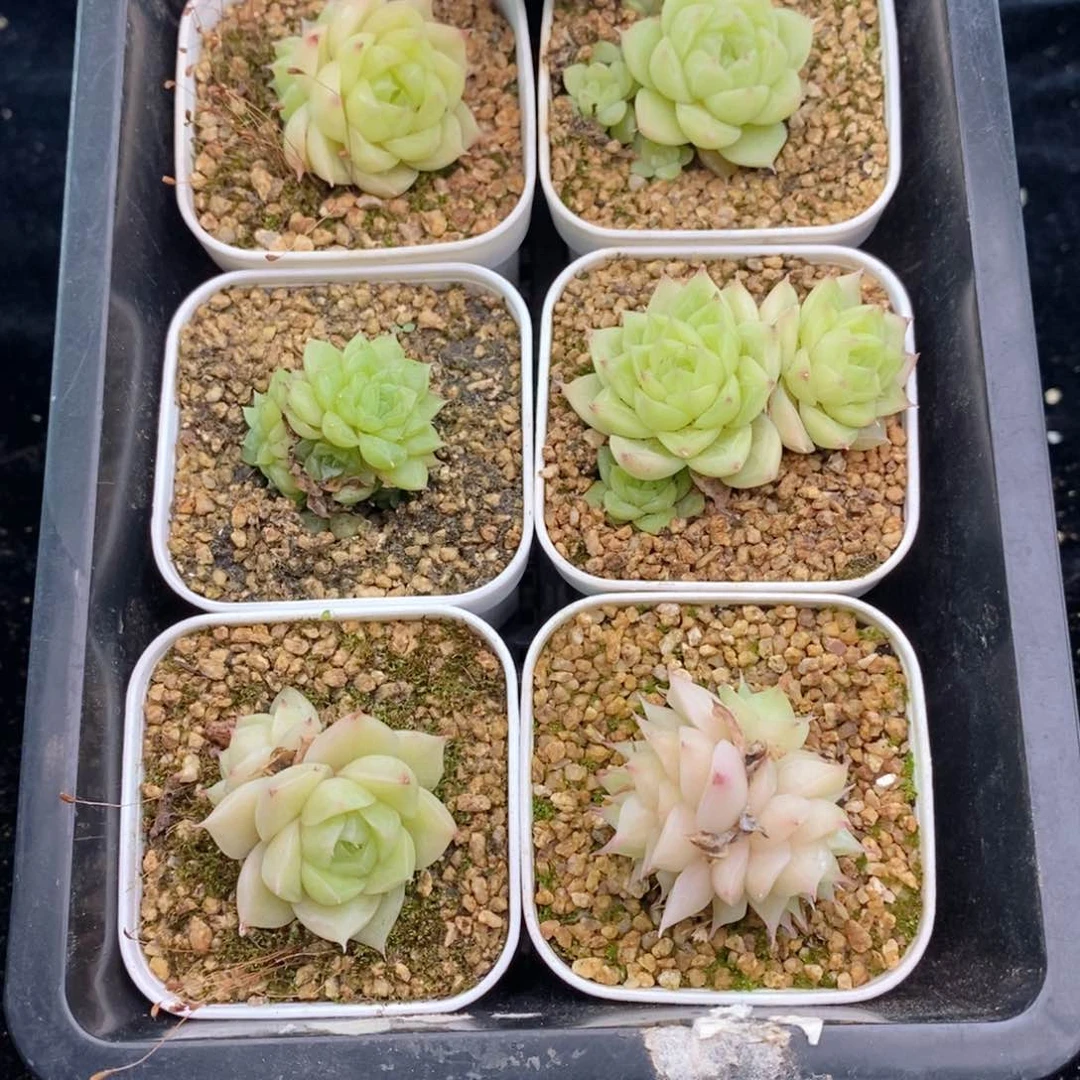 1-858 新疆西藏内蒙到付 其他一盒包邮 2-3公分多肉