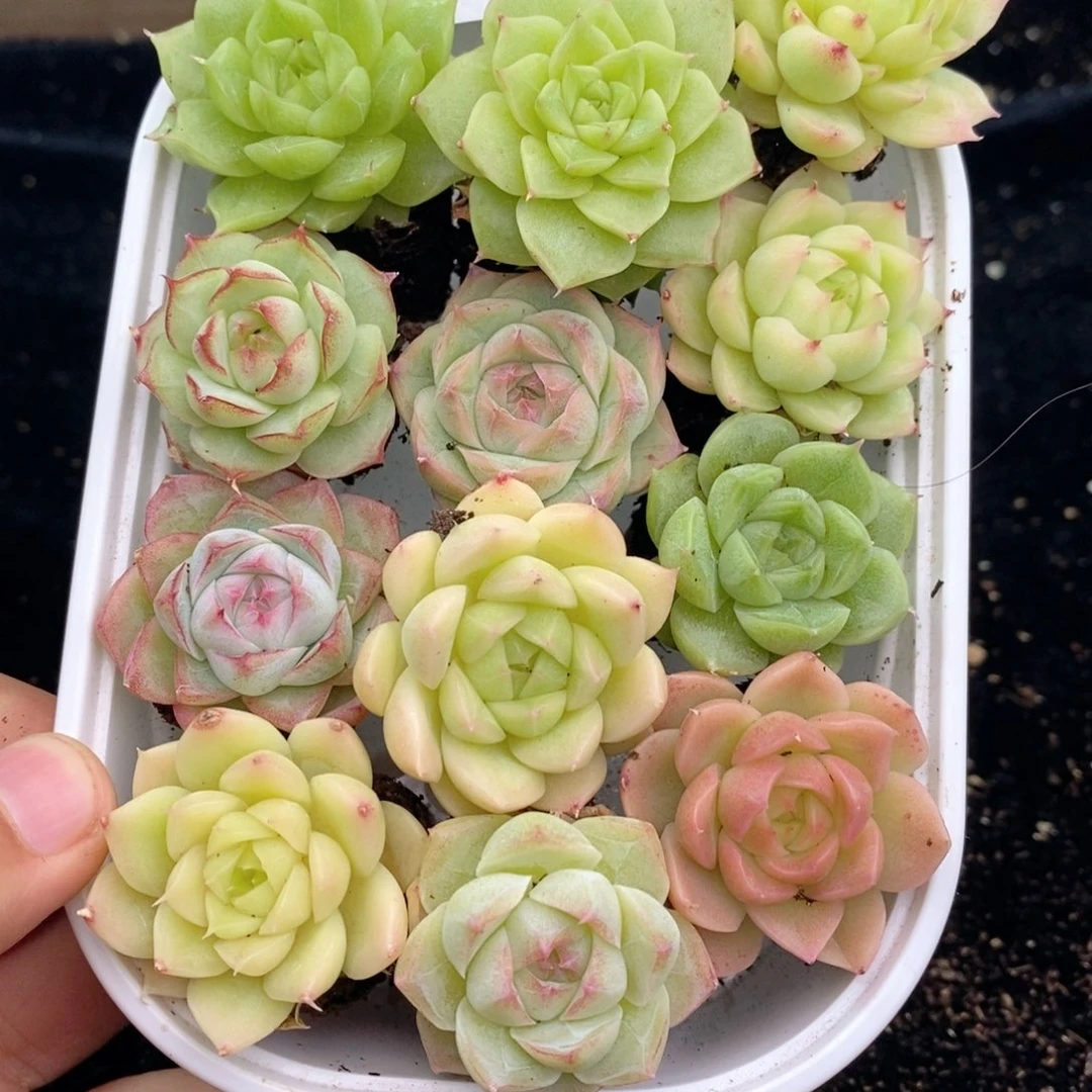 1-145 新疆西藏内蒙到付。一盒包邮 2-3公分