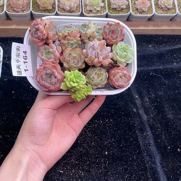 【闪购商品】1-164 除去新疆西藏内蒙古一盒包邮
