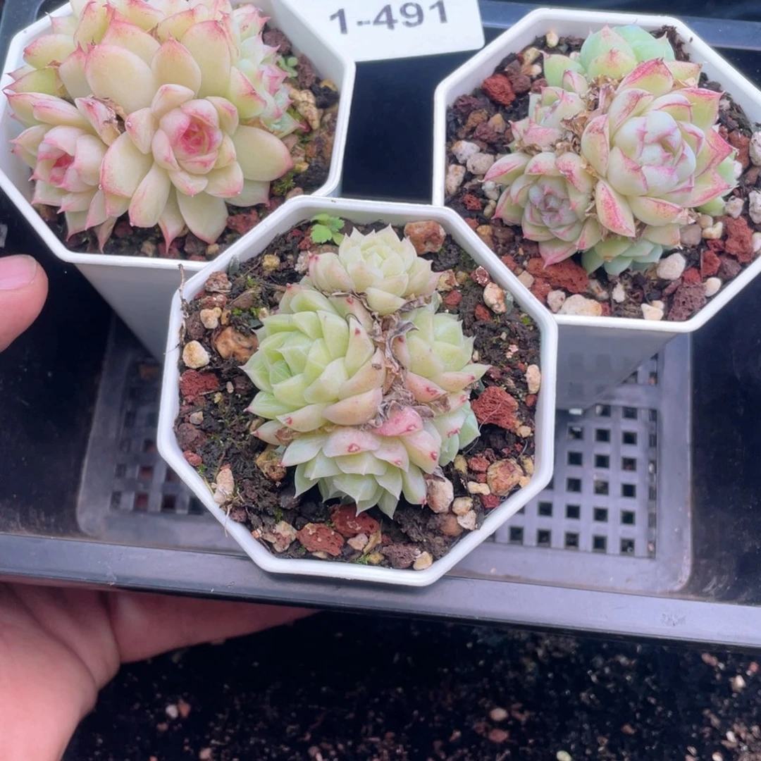 1-491 新疆西藏内蒙到付其他一盒包邮2-3公分