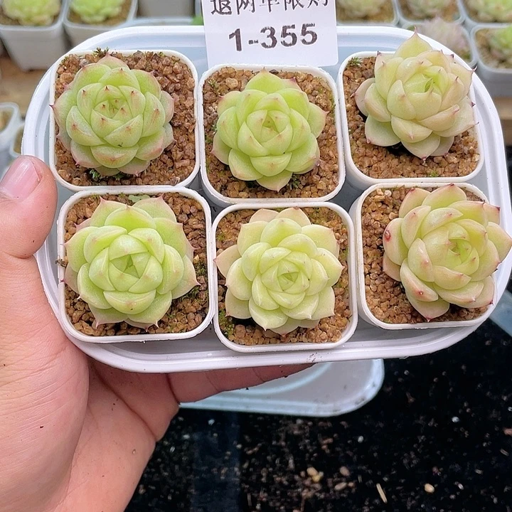 1-355 除去新疆西藏内蒙一盒包邮