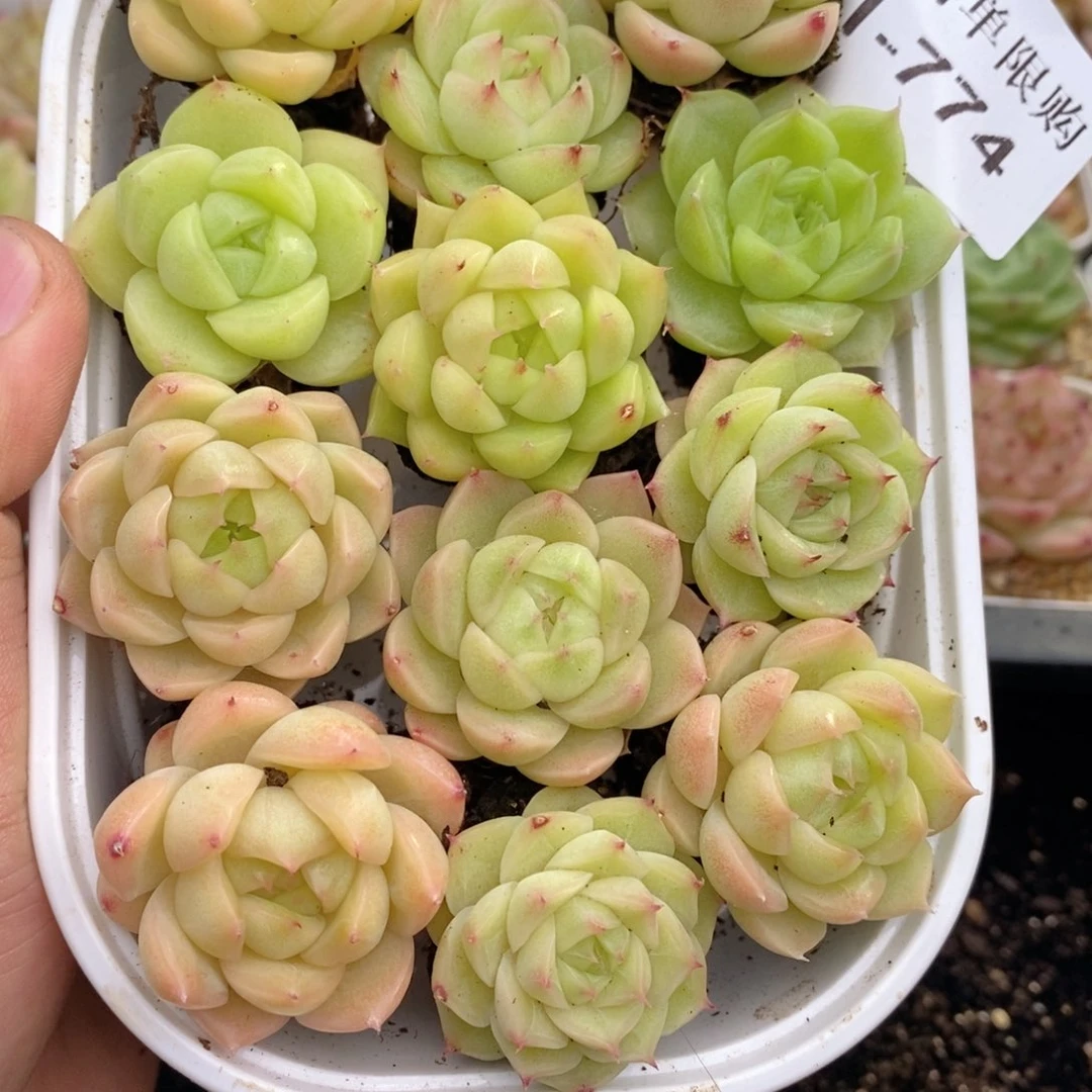 1-774 新疆西藏内蒙到付 一盒包邮 2-3公分