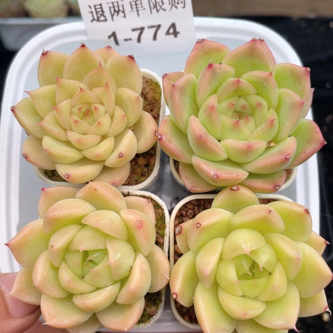 1-774 新疆西藏内蒙到付 一盒包邮2-3公分