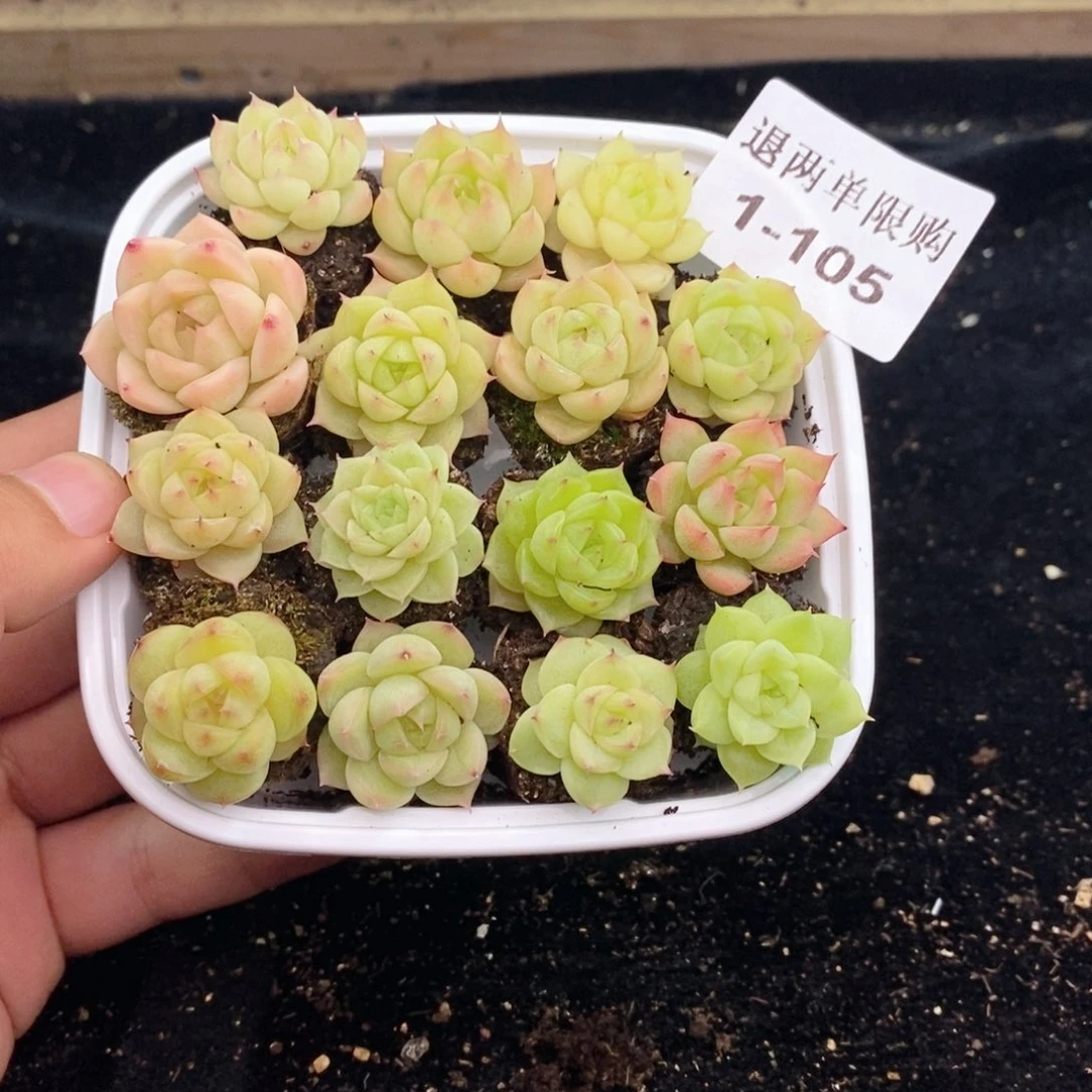 1-105 新疆西藏内蒙到付 一盒包邮 2-3公分