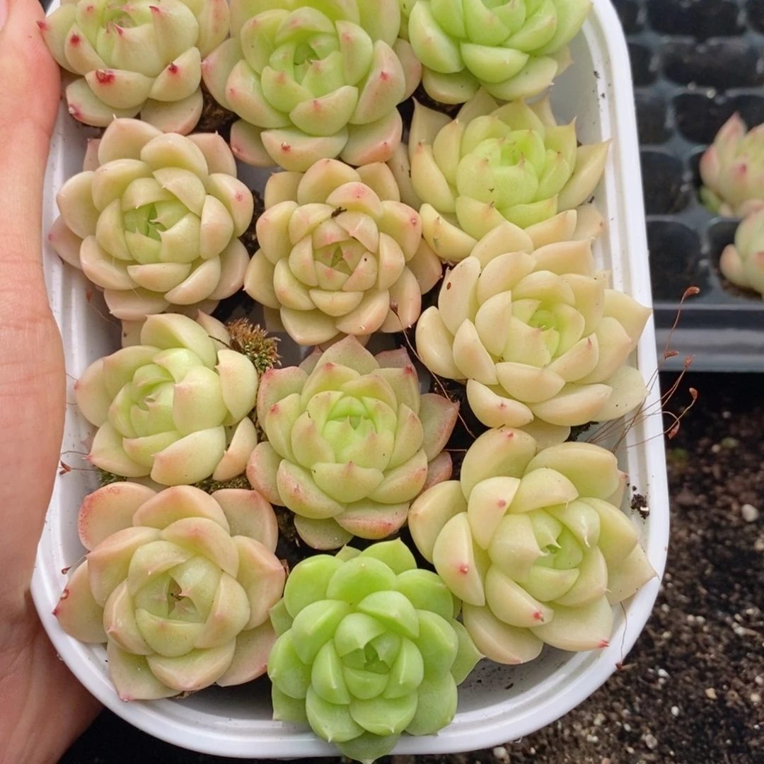 1-848 新疆西藏内蒙到付 一盒包邮 2-3公分。