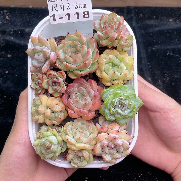 【闪购商品】1-118 除去新疆西藏内蒙古一盒包邮