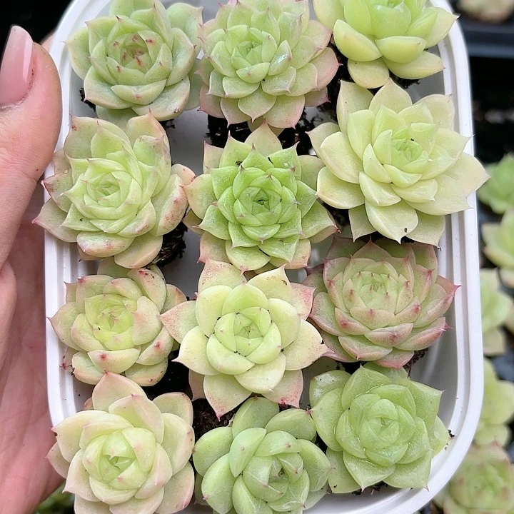 297 除新疆西藏内蒙一盒包邮 尺寸2到3厘米