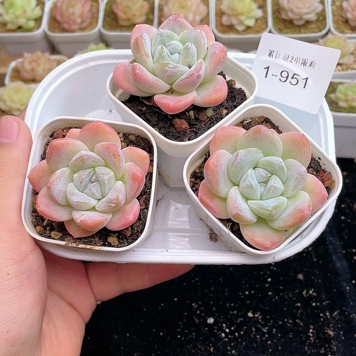 【闪购商品】1-951 除去新疆西藏内蒙古一盒包邮