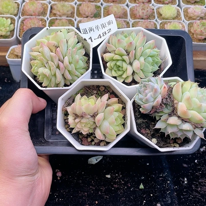 【闪购商品】1-482 除去新疆西藏内蒙一盒包邮
