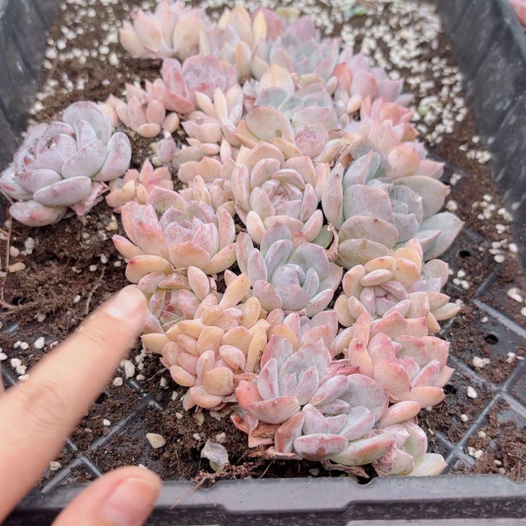 39 新疆西藏内蒙默认到付 其他一单包邮 多肉