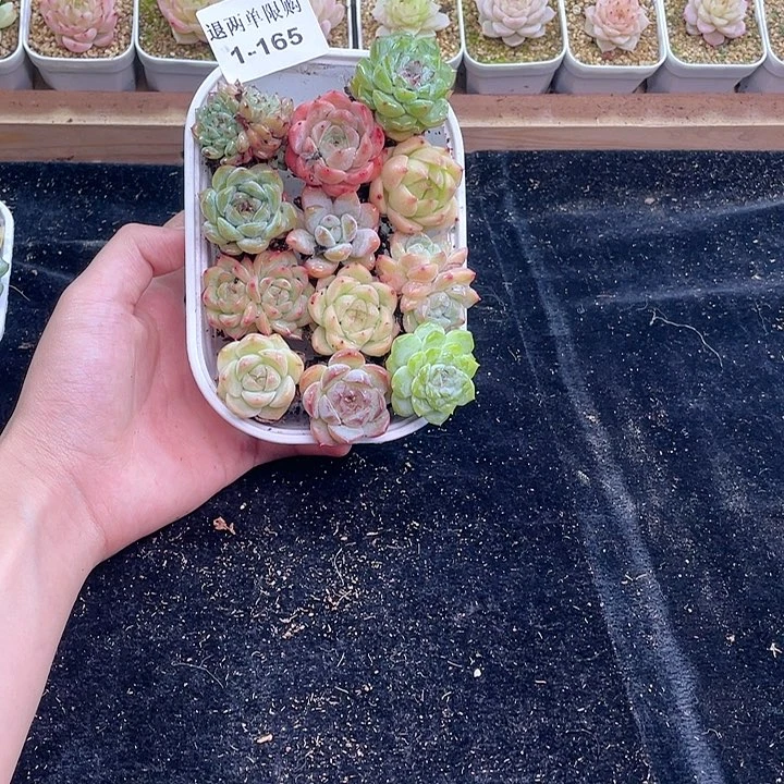 【闪购商品】1-165 除去新疆西藏内蒙古一盒包邮