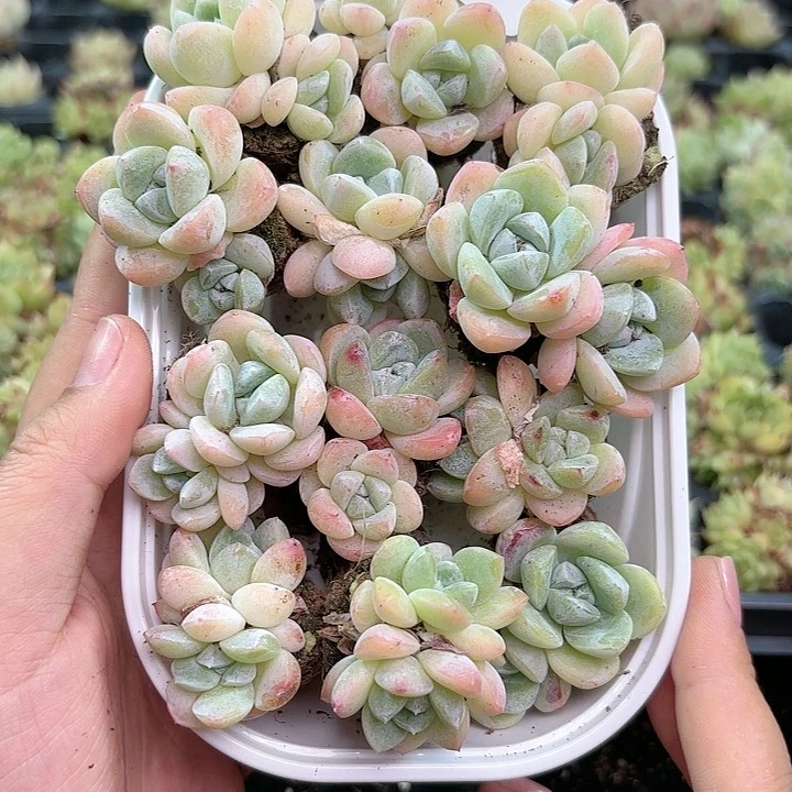 常*405 除新疆西藏内蒙1盒包邮 尺寸2到3厘米