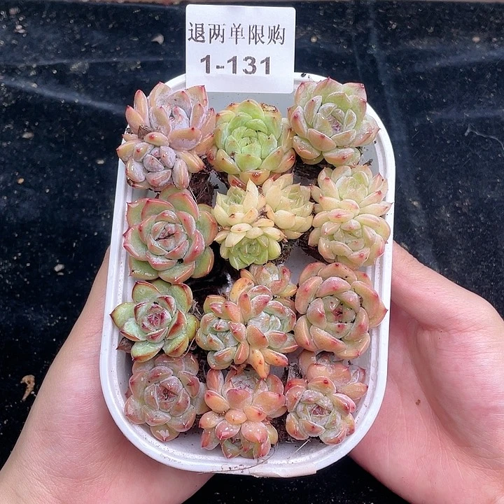 【闪购商品】1-131 除去新疆西藏内蒙古一盒包邮