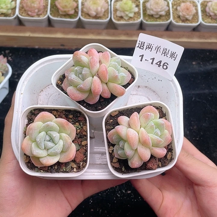 【闪购商品】1-146 除去新疆西藏内蒙古一盒包邮