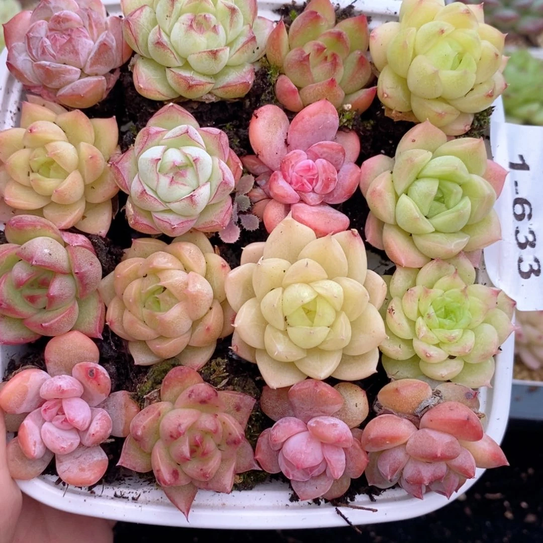 1-633 新疆西藏内蒙到付 一盒包邮 2-3公分