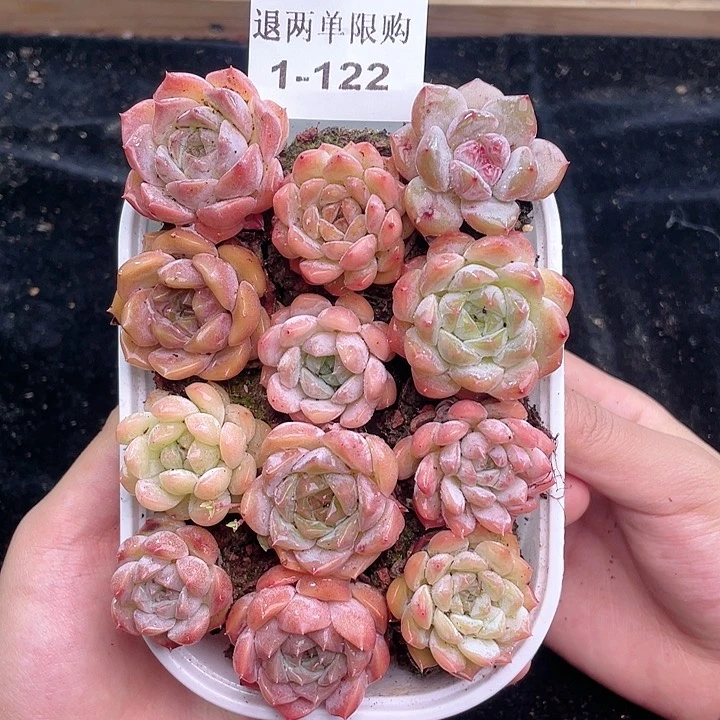 【闪购商品】1-122 除去新疆西藏内蒙古一盒包邮