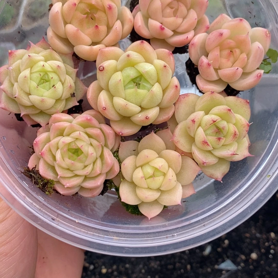 1-453 新疆西藏内蒙到付 一盒包邮 2-3公分
