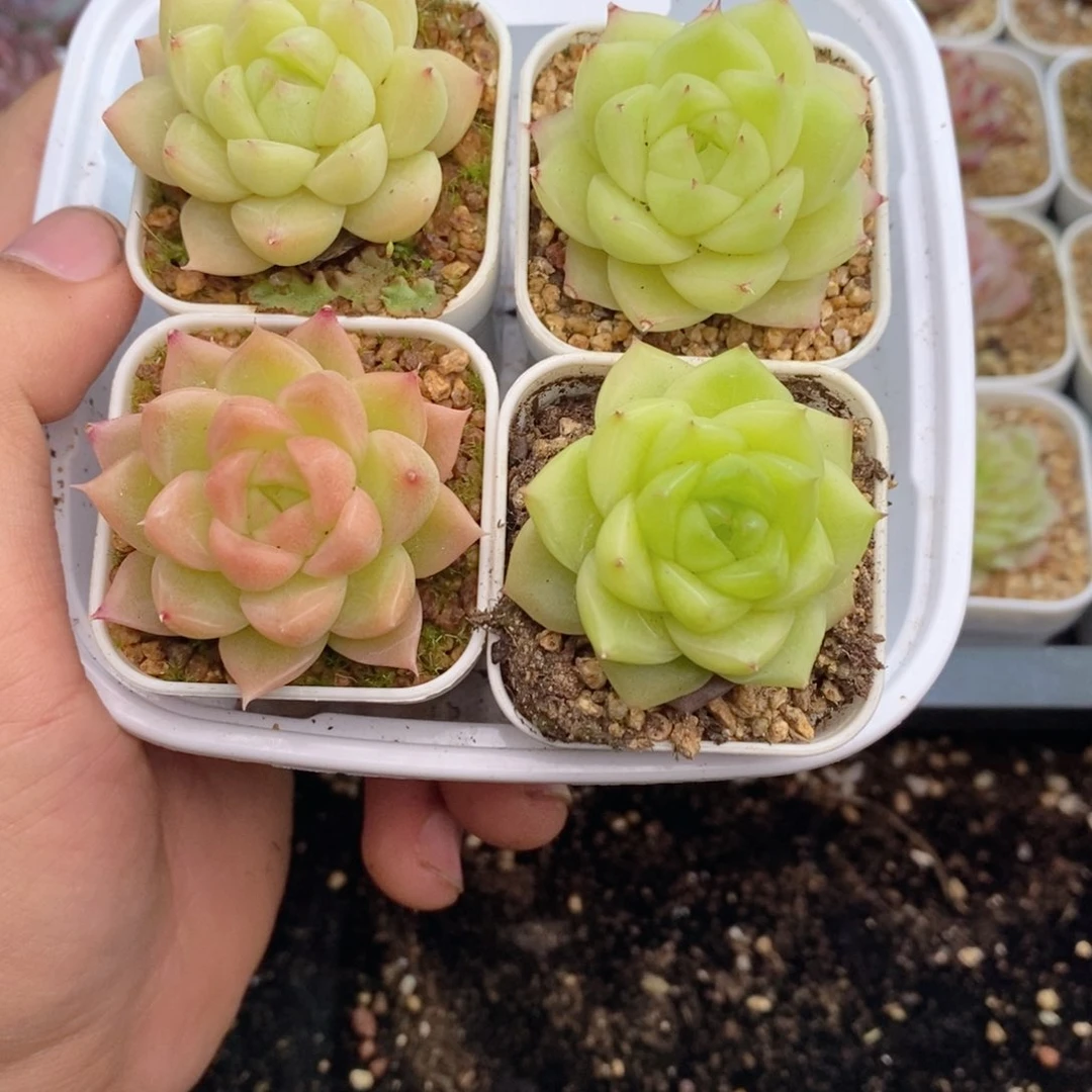 1-18 新疆西藏内蒙 到付一盒包邮 2-3公分多肉