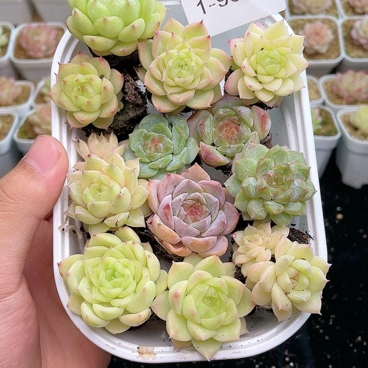 【闪购商品】1-931 除去新疆西藏内蒙一盒包邮