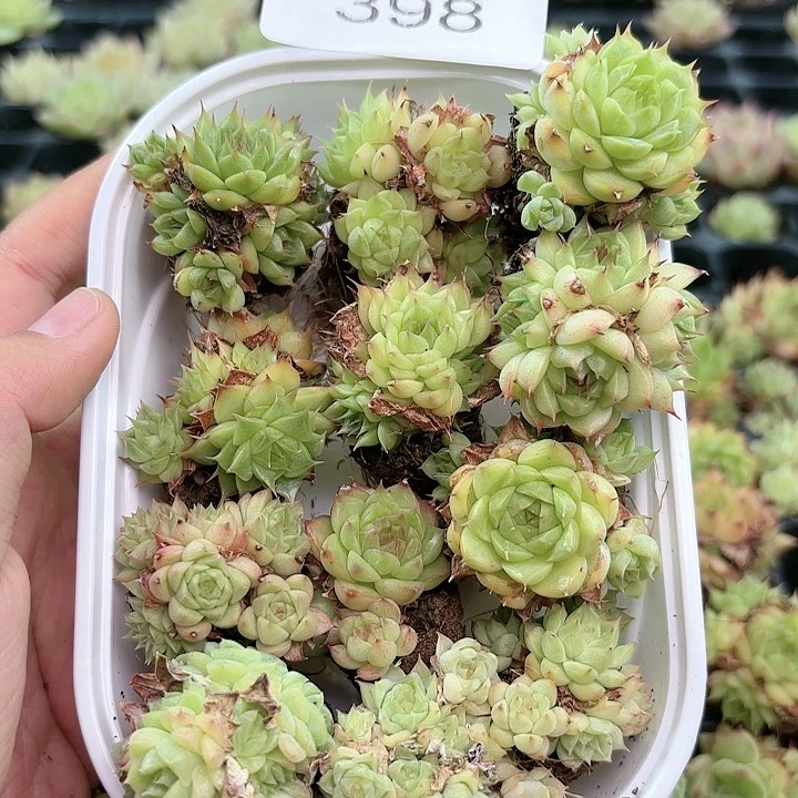 398 除新疆西藏内蒙1盒包邮 尺寸2到3厘米