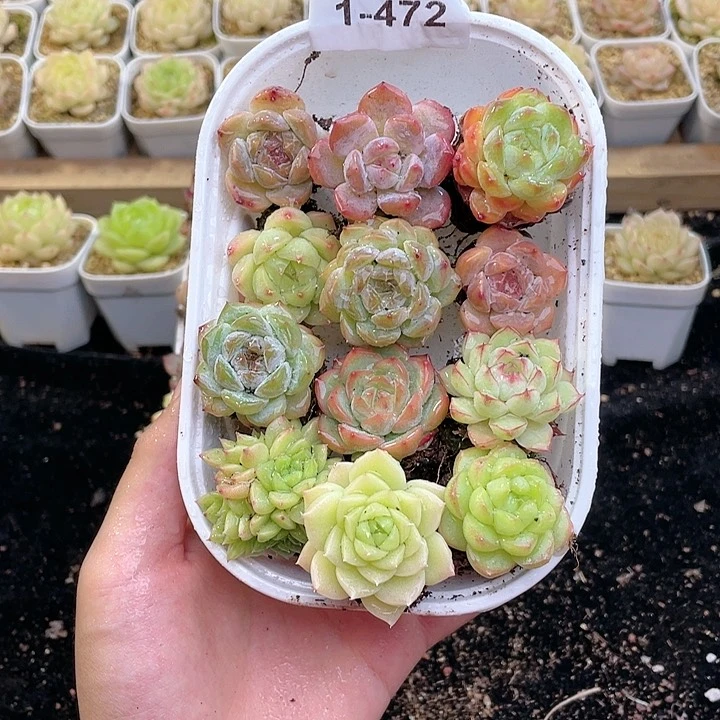 1-472 除去新疆西藏内蒙古一盒包邮